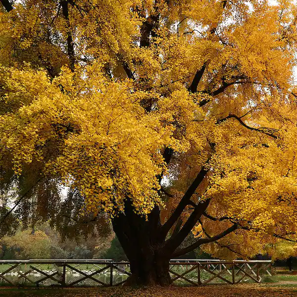 Pohon Ginkgo Biloba Disebut Tanaman Abadi Karena Bisa Hidup Lebih Dari Ribuan Tahun